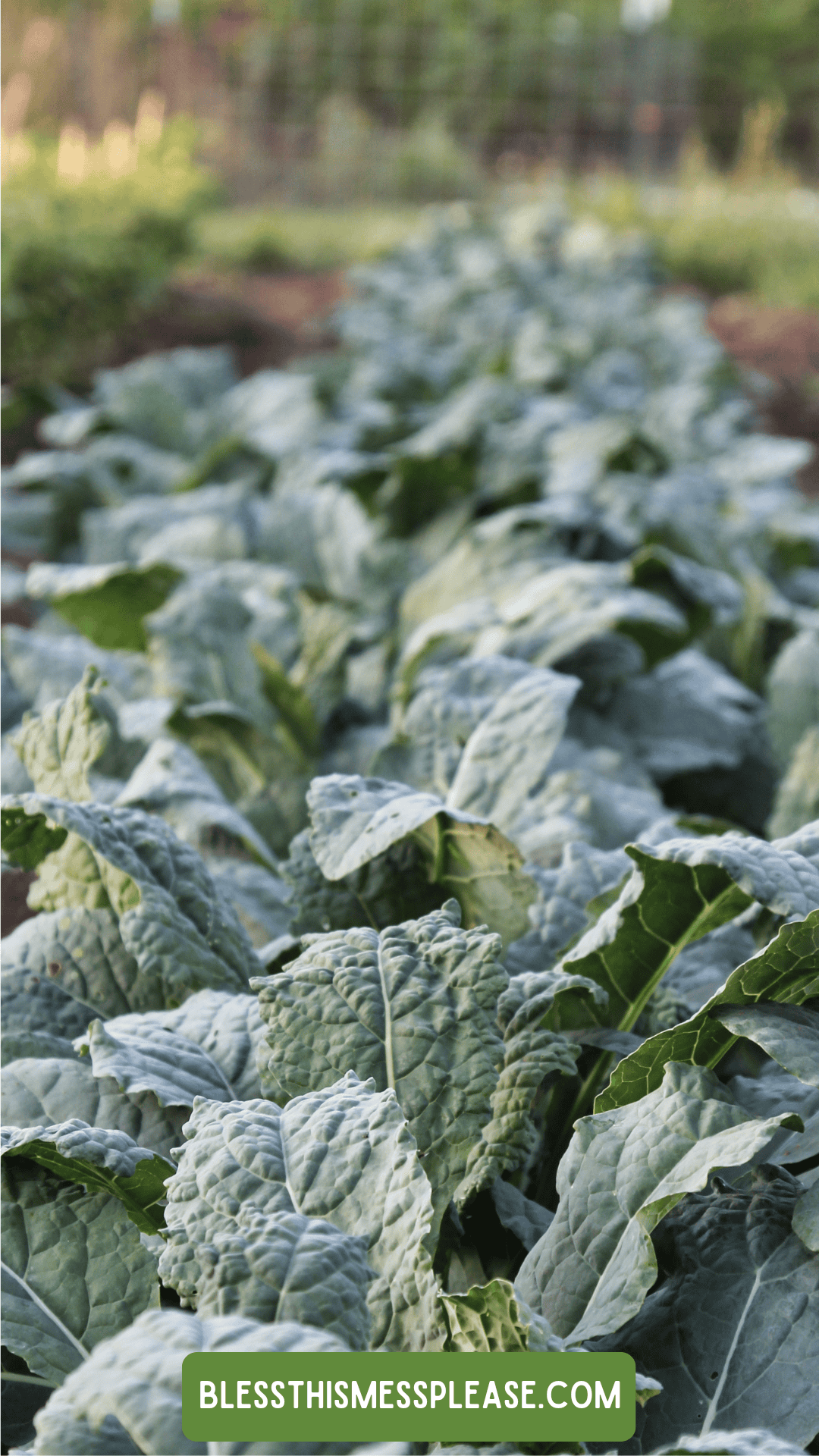 Rows of lush, green leafy kale plants growing in a garden bed, with a blurred background and a label at the bottom reading blessthismessplease.com—perfect for anyone interested in gardening tips or learning how to preserve kale.