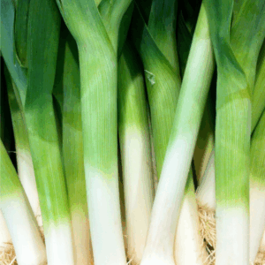 A bunch of fresh leeks with long green leaves and white roots, standing upright in a group. Perfect for anyone wanting to learn how to preserve leeks. A green label at the bottom reads BLESSTHISMESSPLEASE.COM.