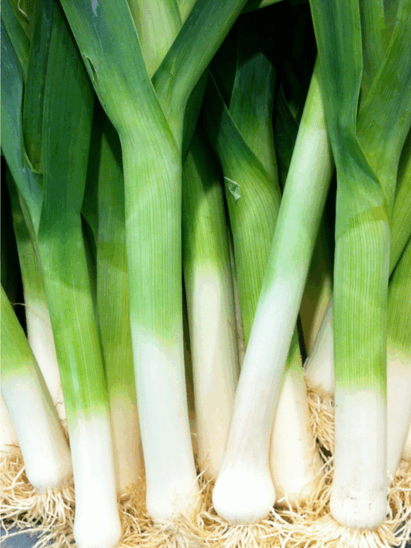 A bunch of fresh leeks with long green leaves and white roots, standing upright in a group. Perfect for anyone wanting to learn how to preserve leeks. A green label at the bottom reads BLESSTHISMESSPLEASE.COM.