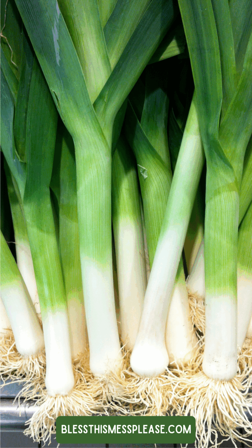 How To Preserve Leeks For Maximum Crispness! — Bless this Mess