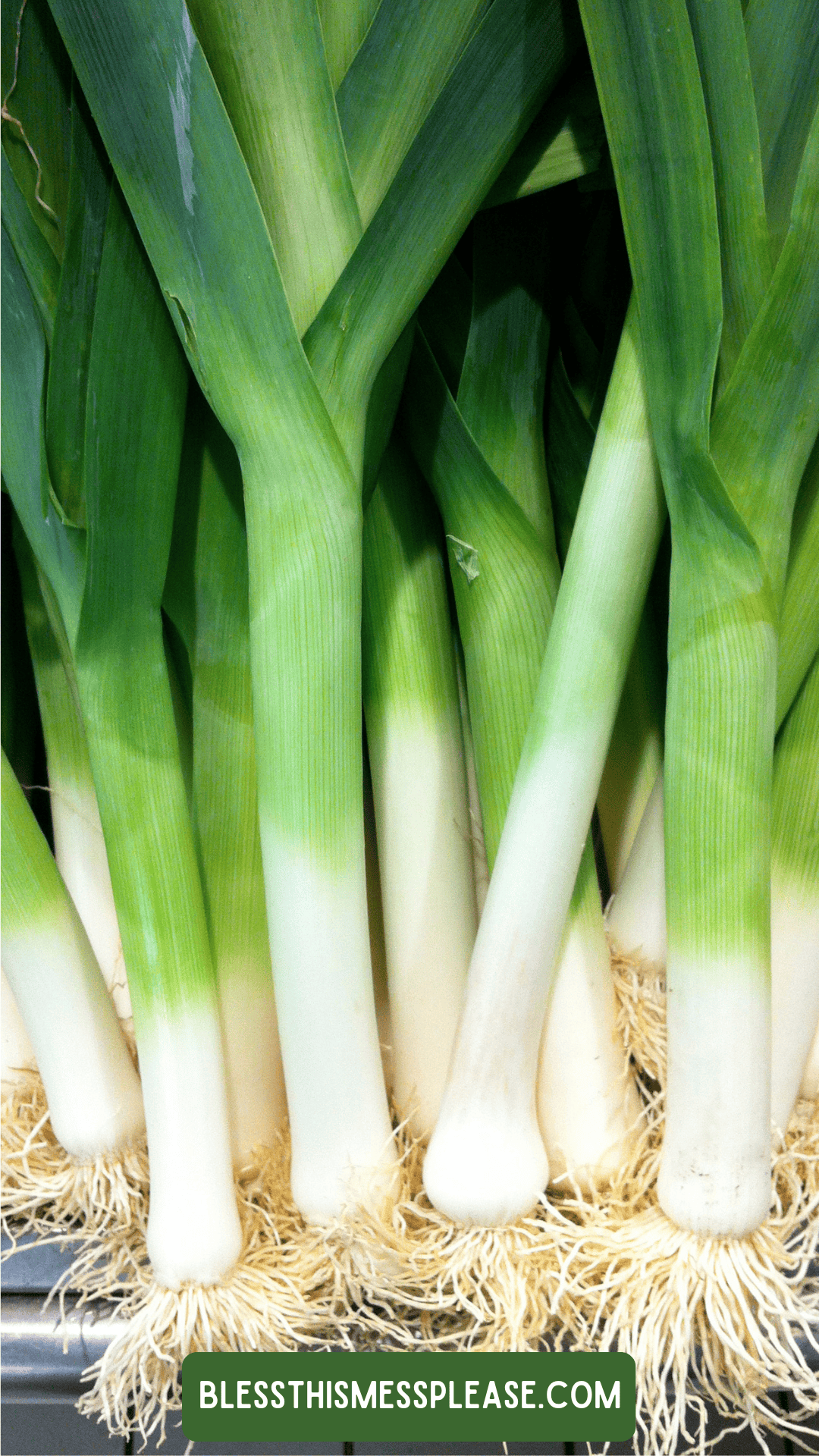 A bunch of fresh leeks with long green leaves and white roots, standing upright in a group. Perfect for anyone wanting to learn how to preserve leeks. A green label at the bottom reads BLESSTHISMESSPLEASE.COM.