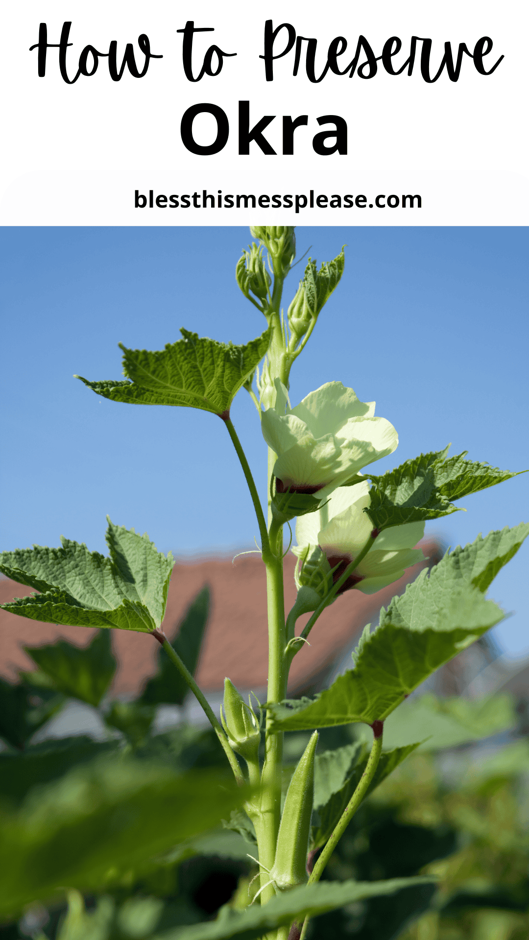 Close-up of an okra plant with green leaves and a pale yellow flower, outdoors against a blurred house and blue sky. Text above reads how to preserve okra and blessthismessplease.com. Discover easy tips for preserving okra at home.
