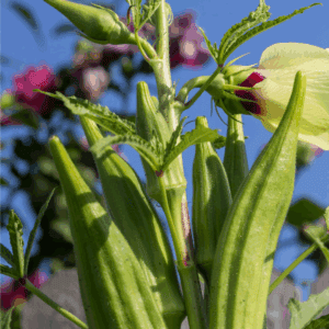 Close-up of okra pods growing on a plant, with a pale yellow okra flower and green leaves. The blue sky and blurred pink flowers create a vibrant backdrop. Learn how to preserve okra at BLESSTHISMESSPLEASE.COM.