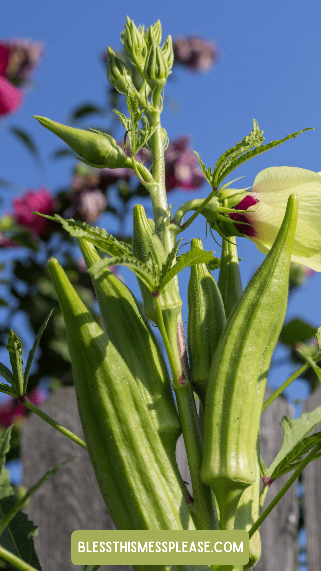 Close-up of okra pods growing on a plant, with a pale yellow okra flower and green leaves. The blue sky and blurred pink flowers create a vibrant backdrop. Learn how to preserve okra at BLESSTHISMESSPLEASE.COM.