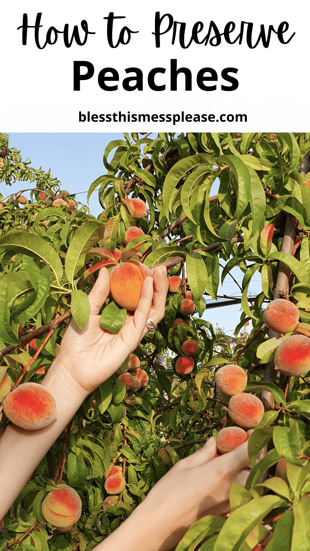 Two hands pick ripe peaches from a lush green tree. The image features text at the top reading how to preserve peaches and the website blessthismessplease.com.