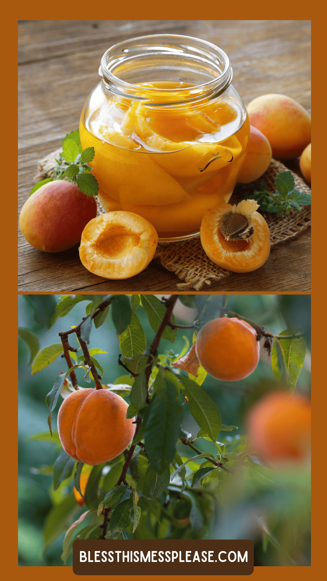 A jar of preserved peaches sits beside fresh, halved peaches and leaves on a table; below, ripe peaches hang from a tree branch—a lovely scene illustrating how to preserve peaches. Text at the bottom reads, “BLESSTHISMESSPLEASE.COM”.