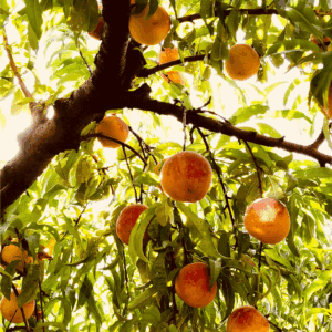 Ripe peaches hanging from tree branches surrounded by green leaves, sunlight filtering through the foliage—a perfect scene for learning how to preserve peaches. Text at the bottom reads blessthismessplease.com.