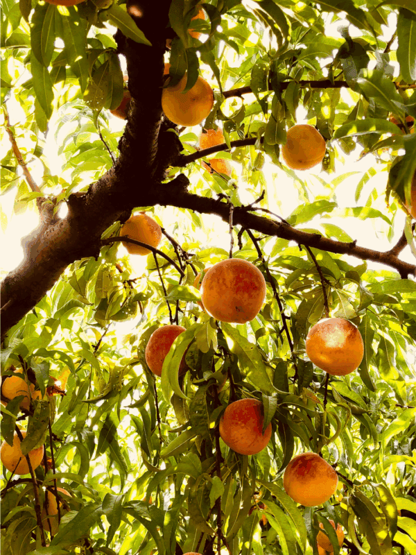 Ripe peaches hanging from tree branches surrounded by green leaves, sunlight filtering through the foliage—a perfect scene for learning how to preserve peaches. Text at the bottom reads blessthismessplease.com.