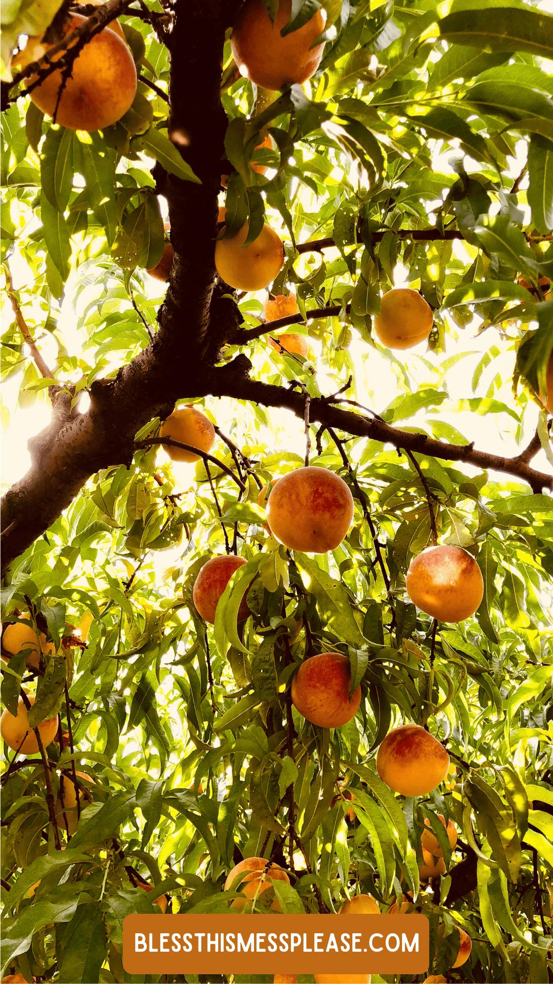 Ripe peaches hanging from tree branches surrounded by green leaves, sunlight filtering through the foliage—a perfect scene for learning how to preserve peaches. Text at the bottom reads blessthismessplease.com.