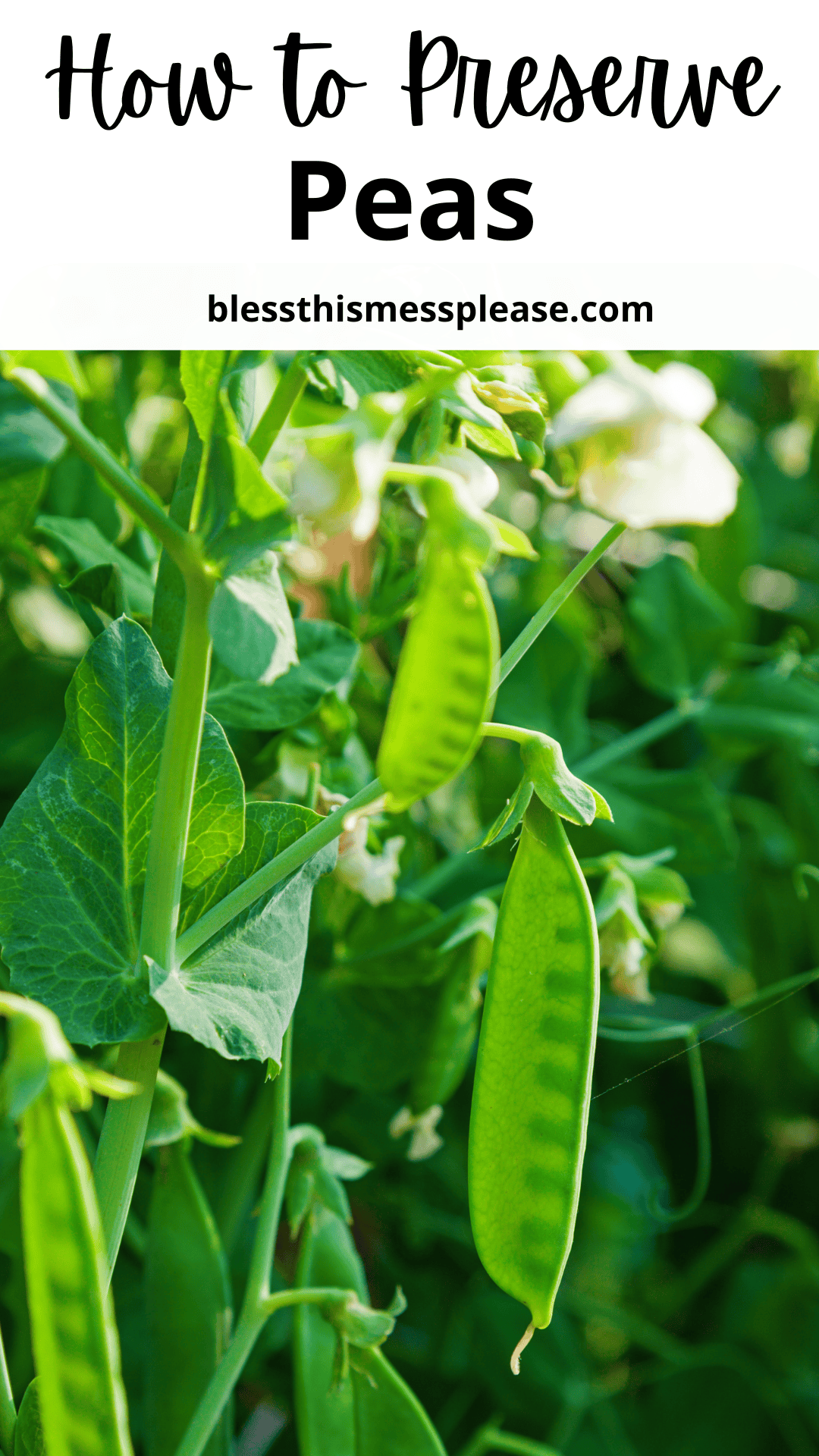 Close-up of green pea pods growing on a plant, with text above that reads how to preserve peas and a website URL blessthismessplease.com.