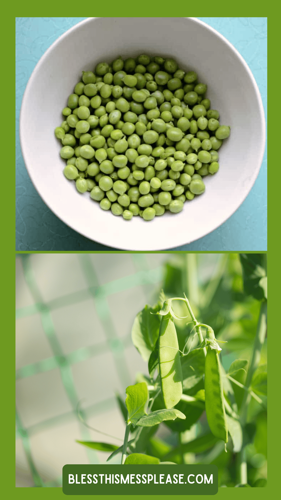 A bowl of shelled green peas on a light blue surface above a close-up of fresh pea pods growing on a vine, showing how to preserve peas, with blessthismessplease.com at the bottom.