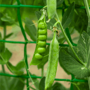 A close-up of green pea pods growing on a plant, with one pod open showing peas inside. Supported by a green garden net, this image from BLESSTHISMESSPLEASE.COM hints at tips on how to preserve peas for freshness.