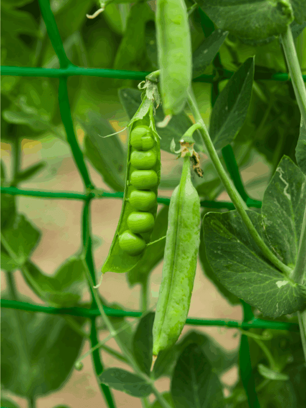 A close-up of green pea pods growing on a plant, with one pod open showing peas inside. Supported by a green garden net, this image from BLESSTHISMESSPLEASE.COM hints at tips on how to preserve peas for freshness.