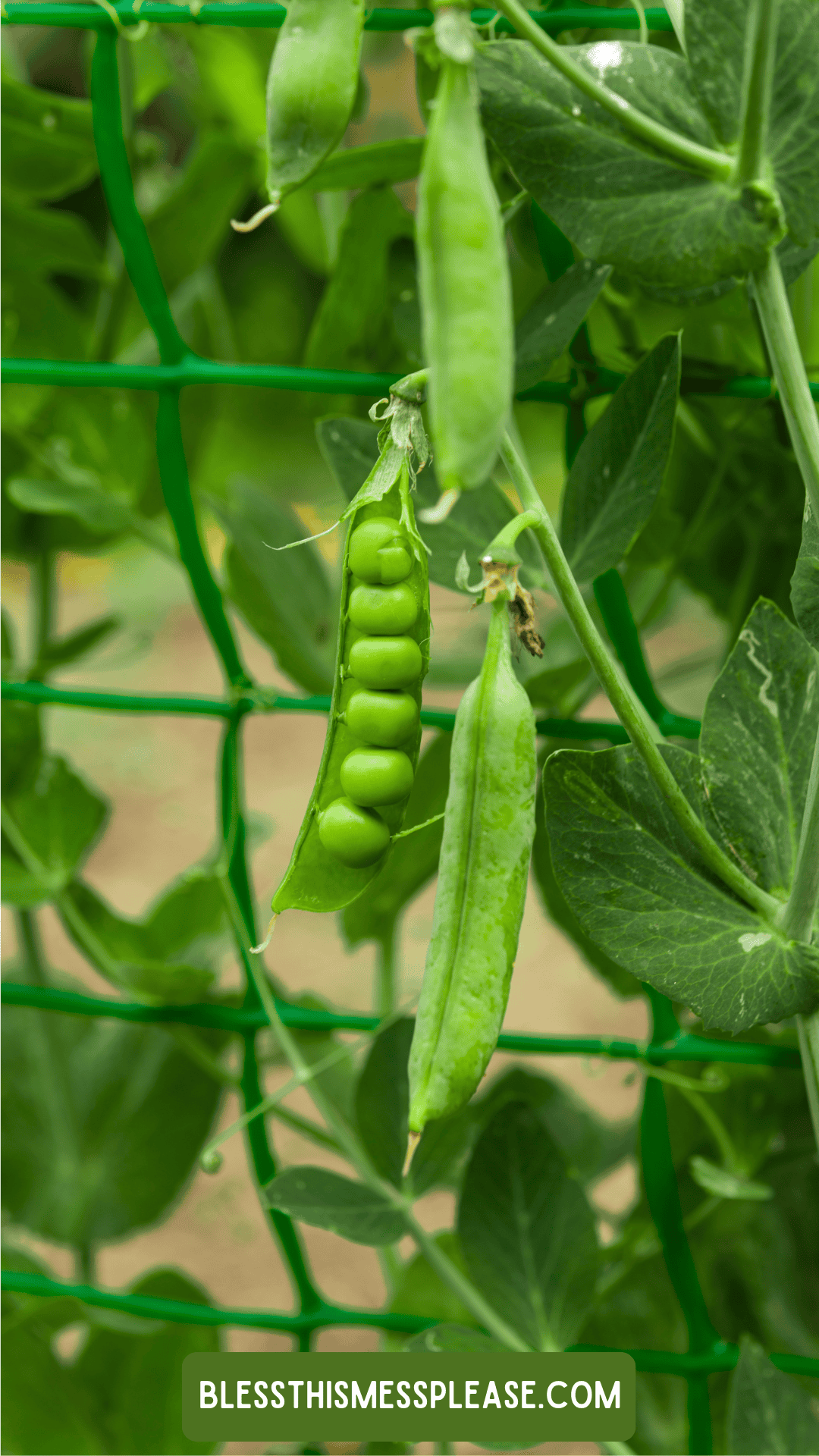 A close-up of green pea pods growing on a plant, with one pod open showing peas inside. Supported by a green garden net, this image from BLESSTHISMESSPLEASE.COM hints at tips on how to preserve peas for freshness.