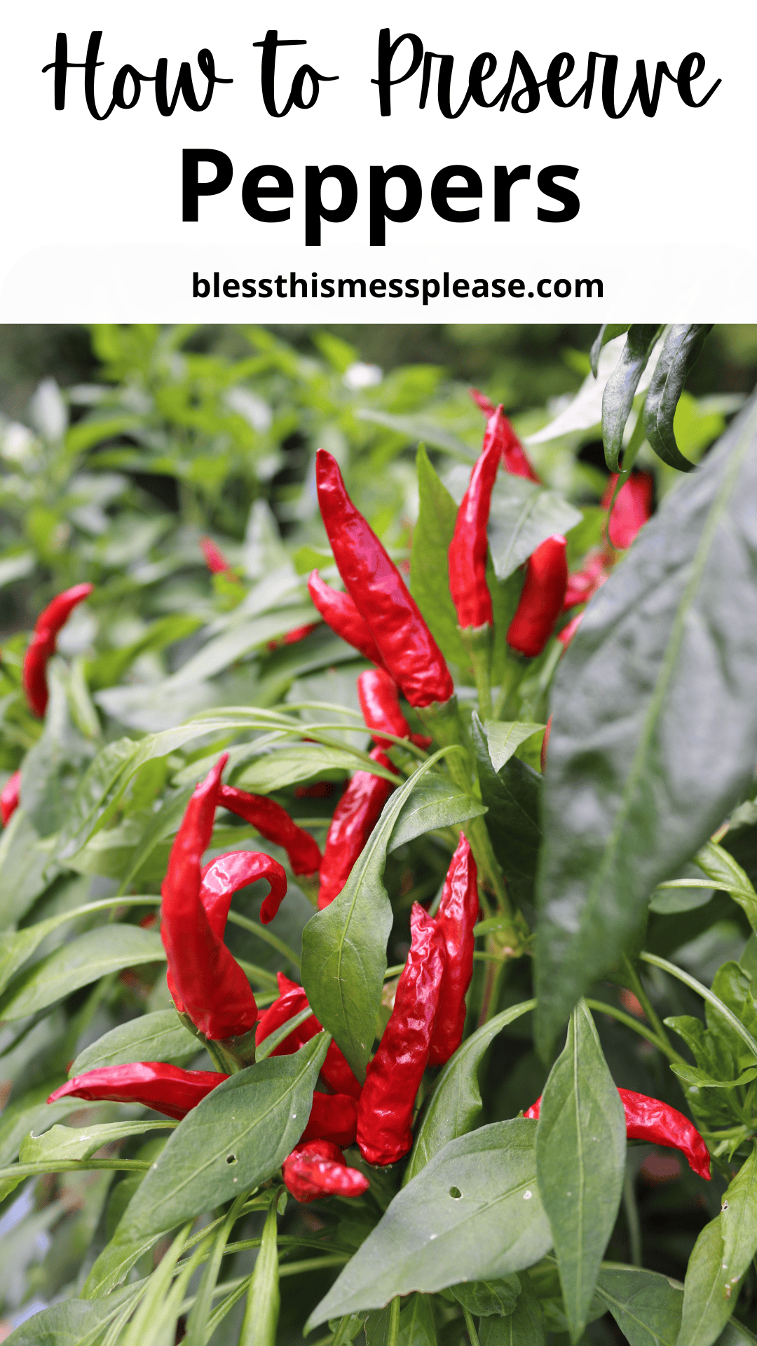 A cluster of ripe red chili peppers growing on green plants, with text above reading, How to Preserve Peppers—a helpful guide on how to preserve peppers at blessthismessplease.com.