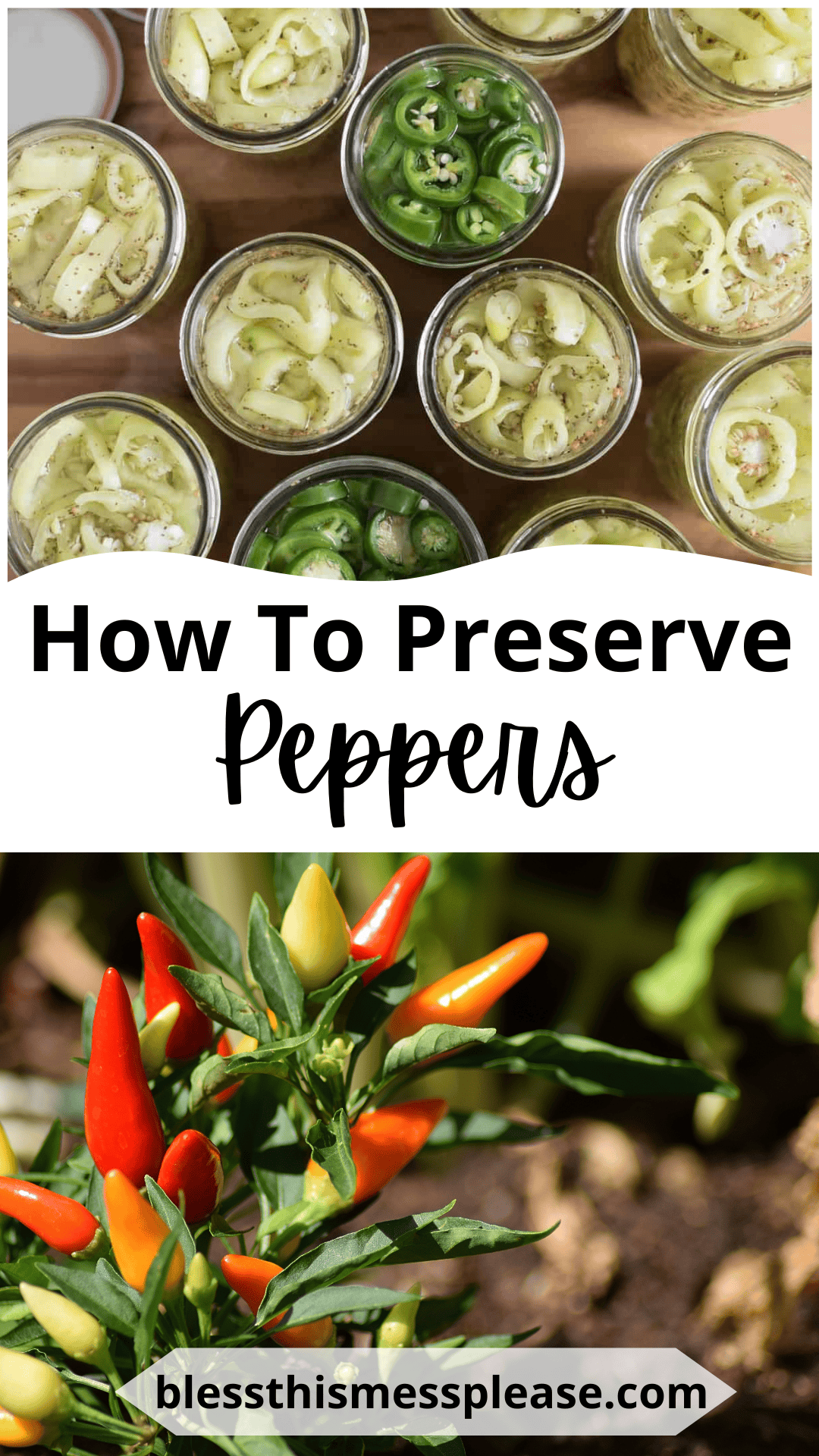 Overhead view of jars filled with sliced peppers above text reading how to preserve peppers. Below, colorful red and yellow peppers grow on a plant. Website blessthismessplease.com is at the bottom.