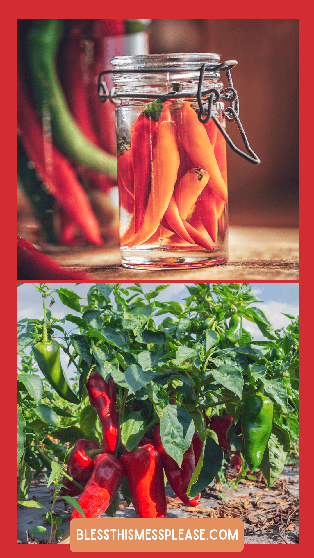 A jar filled with pickled red peppers sits on a table in the top image; the bottom shows red and green peppers growing outdoors, perfect for learning how to preserve peppers. The website blessthismessplease.com is displayed at the bottom.