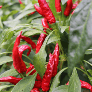 Bright red chili peppers grow on lush green plants with pointed leaves; the website URL, blessthismessplease.com, is displayed at the bottom of the image, offering tips on how to preserve peppers.