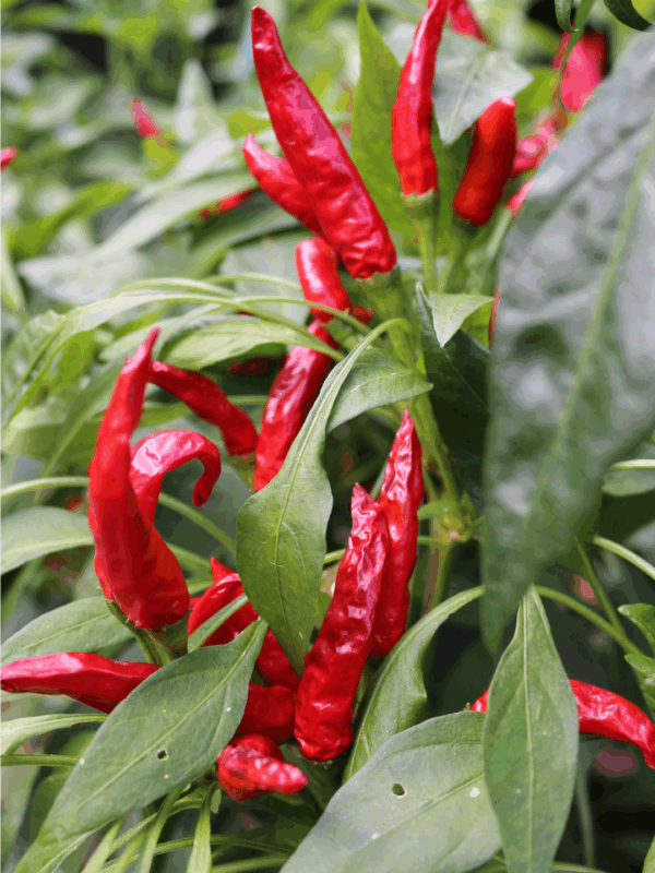 Bright red chili peppers grow on lush green plants with pointed leaves; the website URL, blessthismessplease.com, is displayed at the bottom of the image, offering tips on how to preserve peppers.