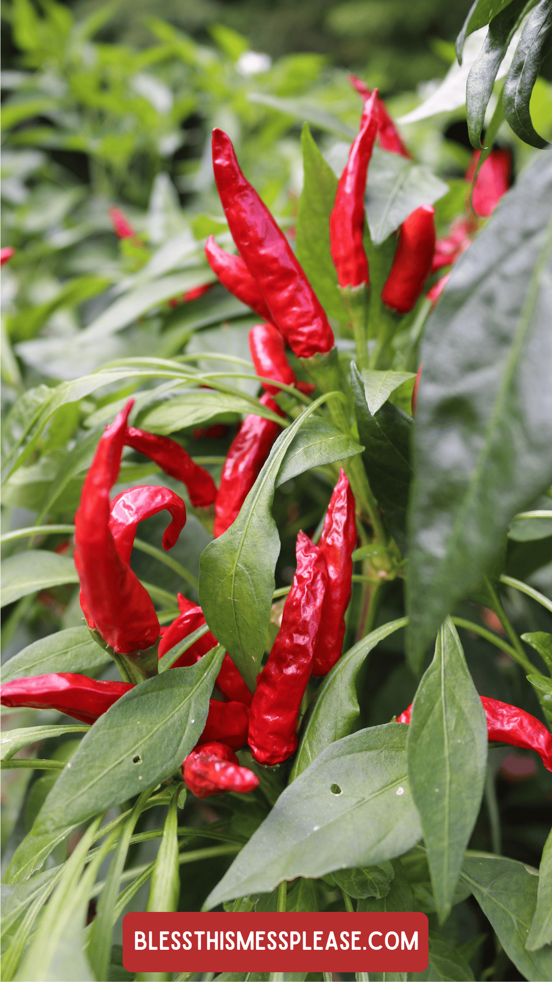 Bright red chili peppers grow on lush green plants with pointed leaves; the website URL, blessthismessplease.com, is displayed at the bottom of the image, offering tips on how to preserve peppers.