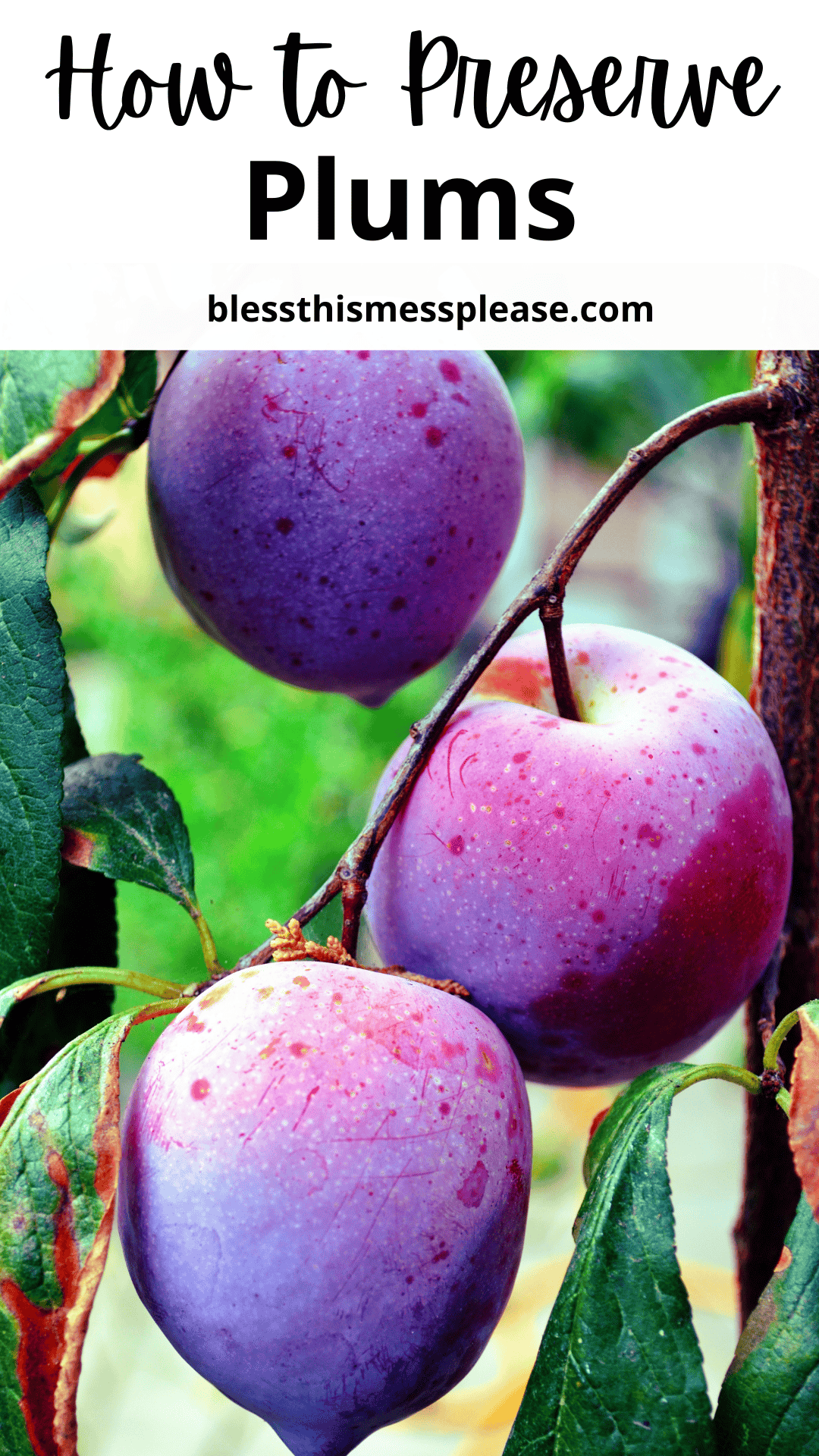 Close-up of three ripe purple plums hanging from a tree branch with green leaves. Text above reads: How to Preserve Plums—learn tips for how to preserve plums at blessthismessplease.com.