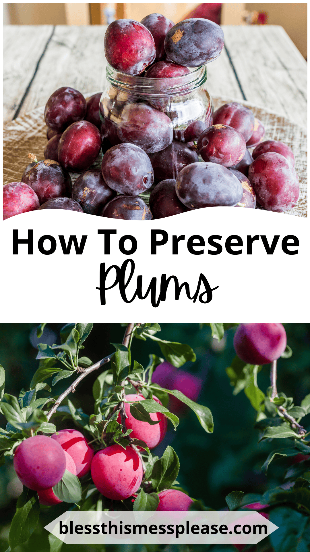 A jar overflowing with fresh plums sits on a table, surrounded by more plums. Below, ripe plums hang from a leafy branch. Text reads: How to preserve plums and blessthismessplease.com.
