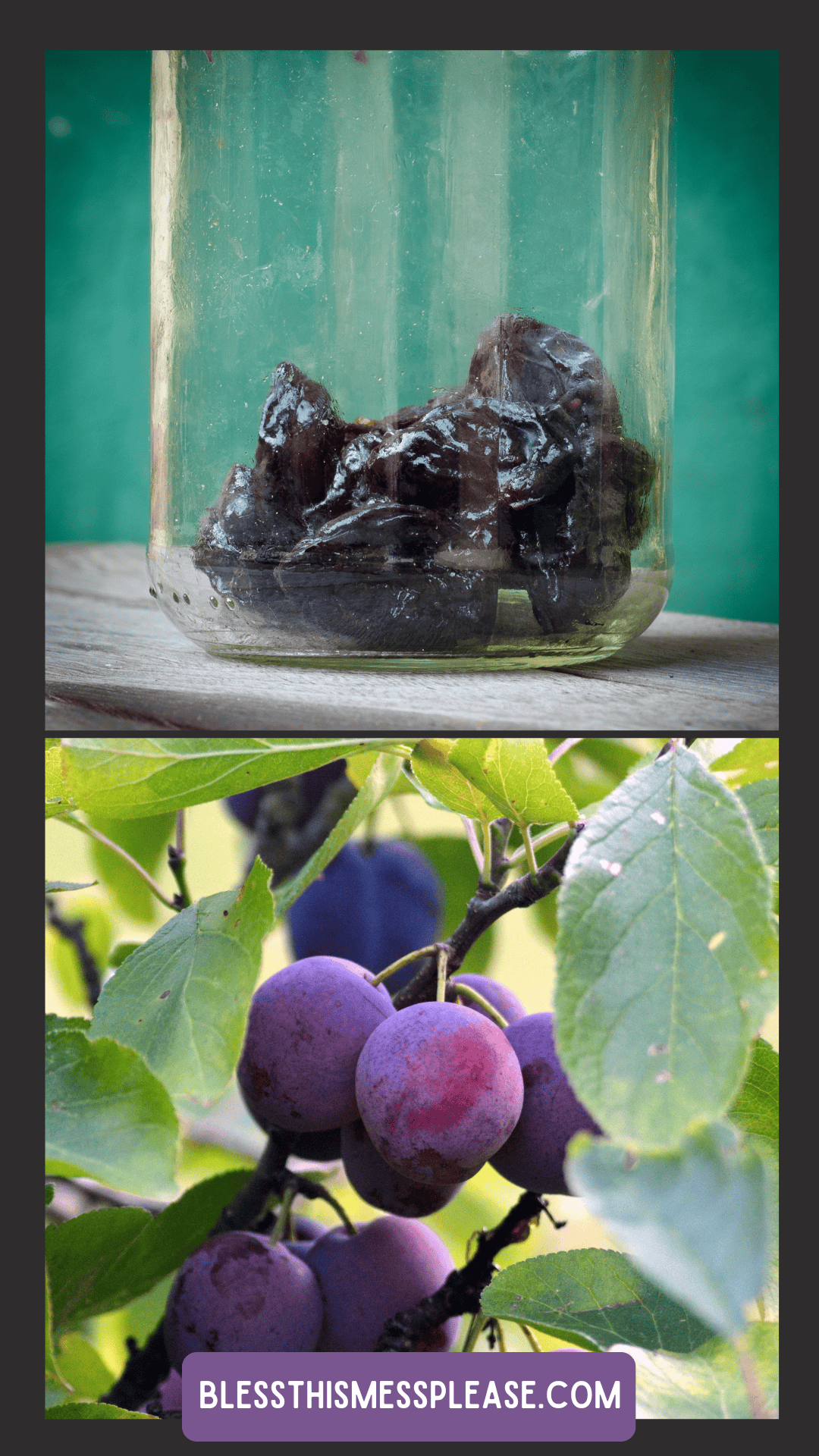 A jar containing homemade prunes sits on a wooden surface above a photo of ripe purple plums hanging on a tree; text reads blessthismessplease.com, showcasing how to preserve plums at home.