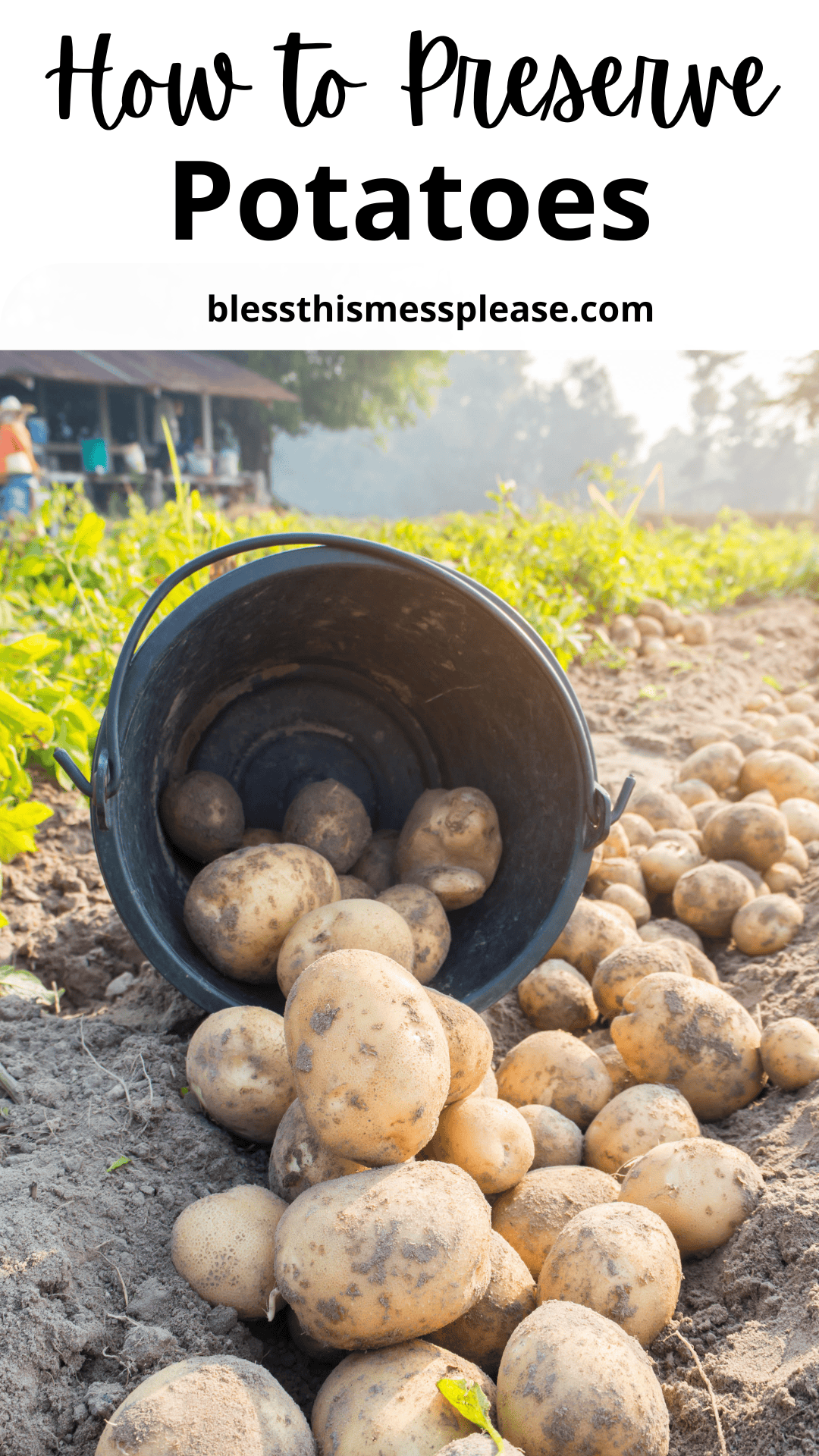A black bucket tipped over in a potato field spills fresh potatoes onto the soil. The text how to preserve potatoes and blessthismessplease.com appear at the top, guiding viewers on the best ways to store their harvest.