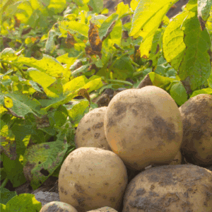 Freshly harvested potatoes with dirt still on them sit on the ground in a sunlit garden, surrounded by green leafy plants. Wondering how to preserve potatoes? Visit blessthismessplease.com, displayed at the bottom of the image.