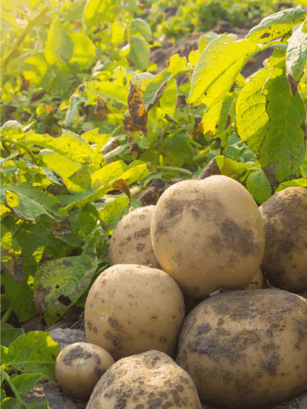 Freshly harvested potatoes with dirt still on them sit on the ground in a sunlit garden, surrounded by green leafy plants. Wondering how to preserve potatoes? Visit blessthismessplease.com, displayed at the bottom of the image.