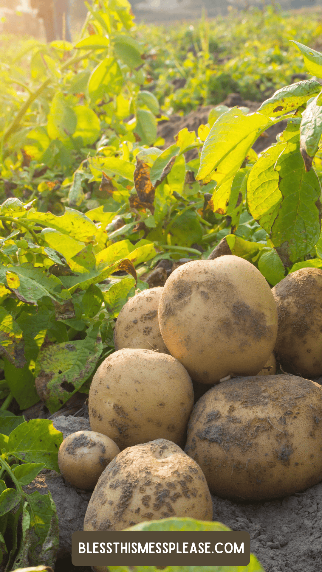 Freshly harvested potatoes with dirt still on them sit on the ground in a sunlit garden, surrounded by green leafy plants. Wondering how to preserve potatoes? Visit blessthismessplease.com, displayed at the bottom of the image.
