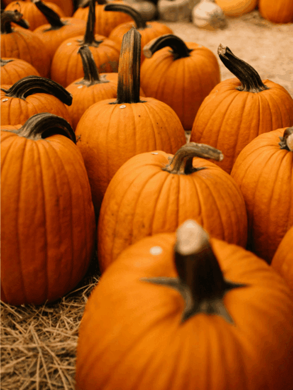 A group of orange pumpkins with dark stems arranged on straw, with more pumpkins and gourds in the background. Curious about how to preserve pumpkins? A label at the bottom reads “BLESSTHISMESSPLEASE.COM”.