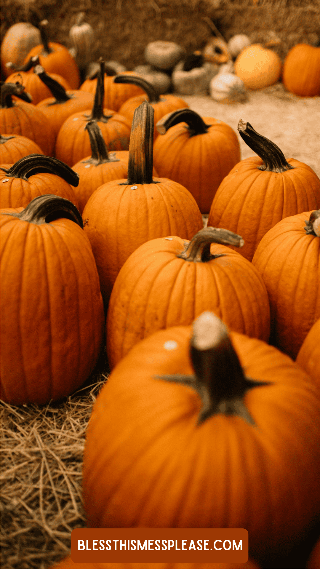 A group of orange pumpkins with dark stems arranged on straw, with more pumpkins and gourds in the background. Curious about how to preserve pumpkins? A label at the bottom reads “BLESSTHISMESSPLEASE.COM”.