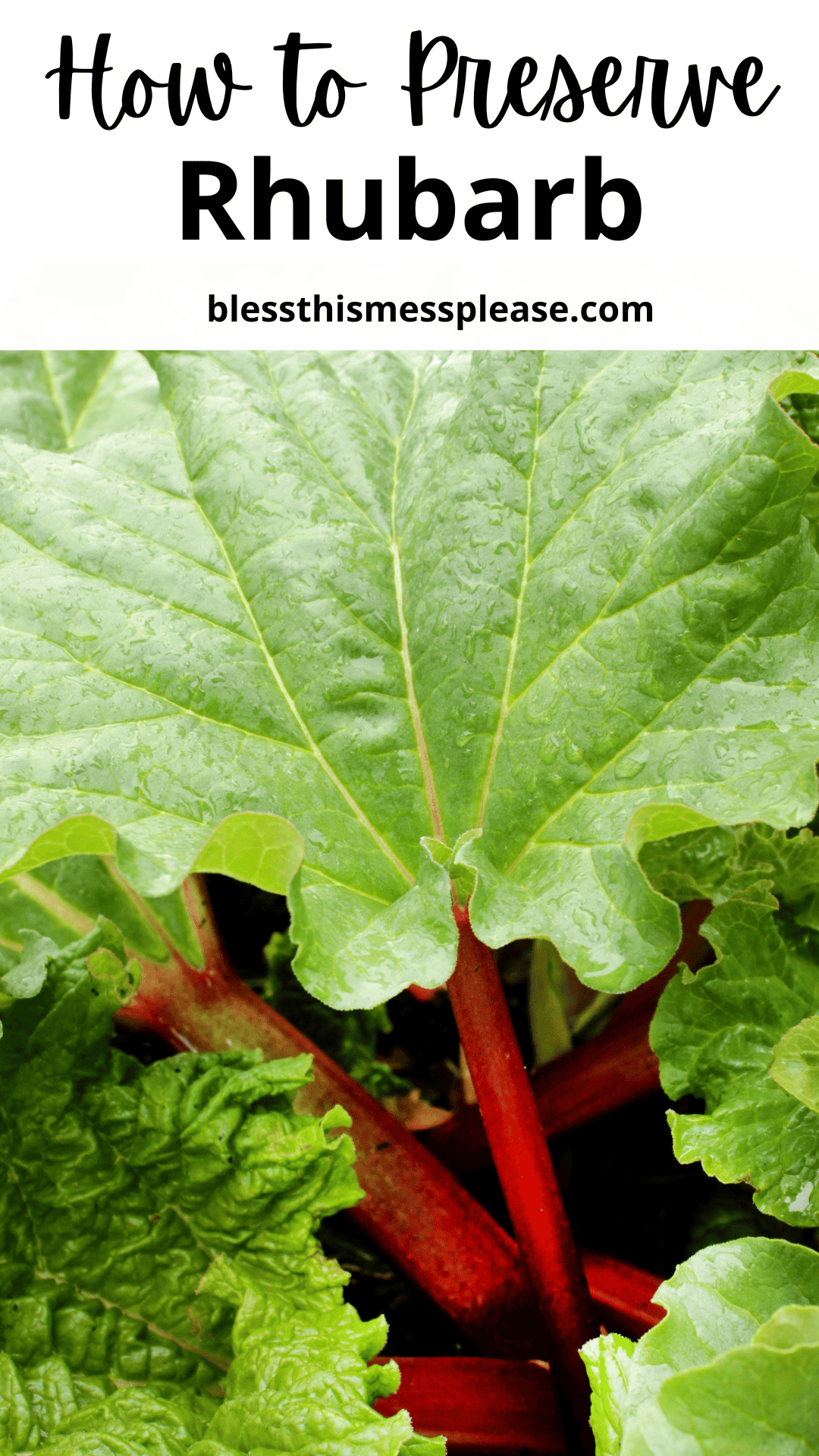 Close-up of fresh rhubarb stems and large green leaves, with text at the top reading how to preserve rhubarb and blessthismessplease.com in black letters. Perfect for learning how to preserve rhubarb at home.