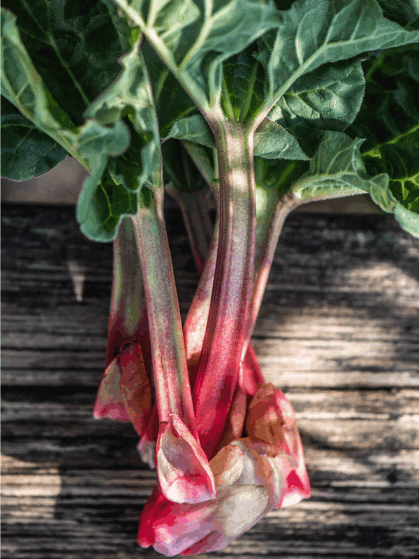 Freshly harvested rhubarb stalks with green leaves rest on a wooden surface. The pink and red stalks are perfect for those curious about how to preserve rhubarb. A label at the bottom reads blessthismessplease.com.