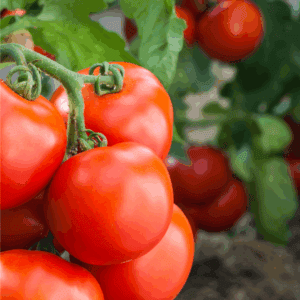 Close-up of ripe red tomatoes growing on the vine in a garden, with green leaves and soil visible in the background. A label at the bottom reads BLESSTHISMESSPLEASE.COM—a perfect inspiration for learning how to preserve tomatoes.