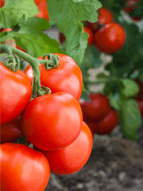 Close-up of ripe red tomatoes growing on the vine in a garden, with green leaves and soil visible in the background. A label at the bottom reads BLESSTHISMESSPLEASE.COM—a perfect inspiration for learning how to preserve tomatoes.