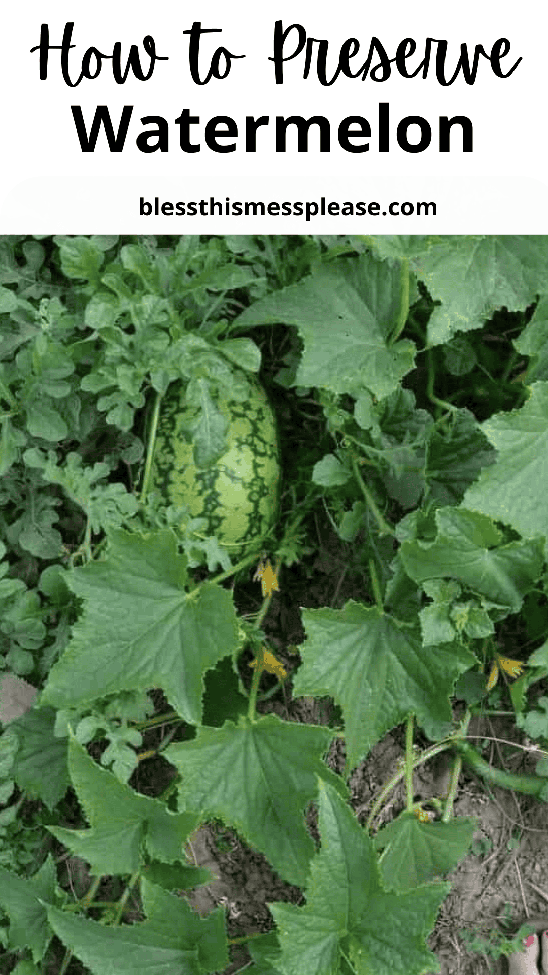 A watermelon growing on a vine surrounded by green leaves, with text above that reads how to preserve watermelon and blessthismessplease.com.
