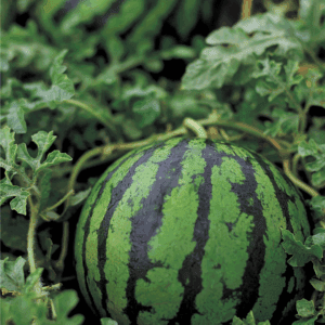 Two ripe watermelons with dark and light green stripes grow among leafy vines in a garden, perfect for learning how to preserve watermelon. A website watermark reads “BLESSTHISMESSPLEASE.COM” at the bottom of the image.