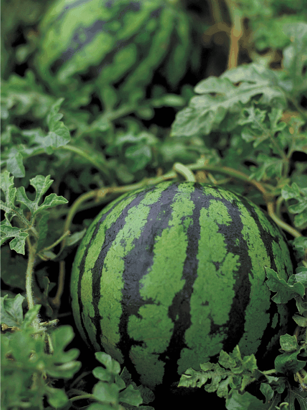 Two ripe watermelons with dark and light green stripes grow among leafy vines in a garden, perfect for learning how to preserve watermelon. A website watermark reads “BLESSTHISMESSPLEASE.COM” at the bottom of the image.