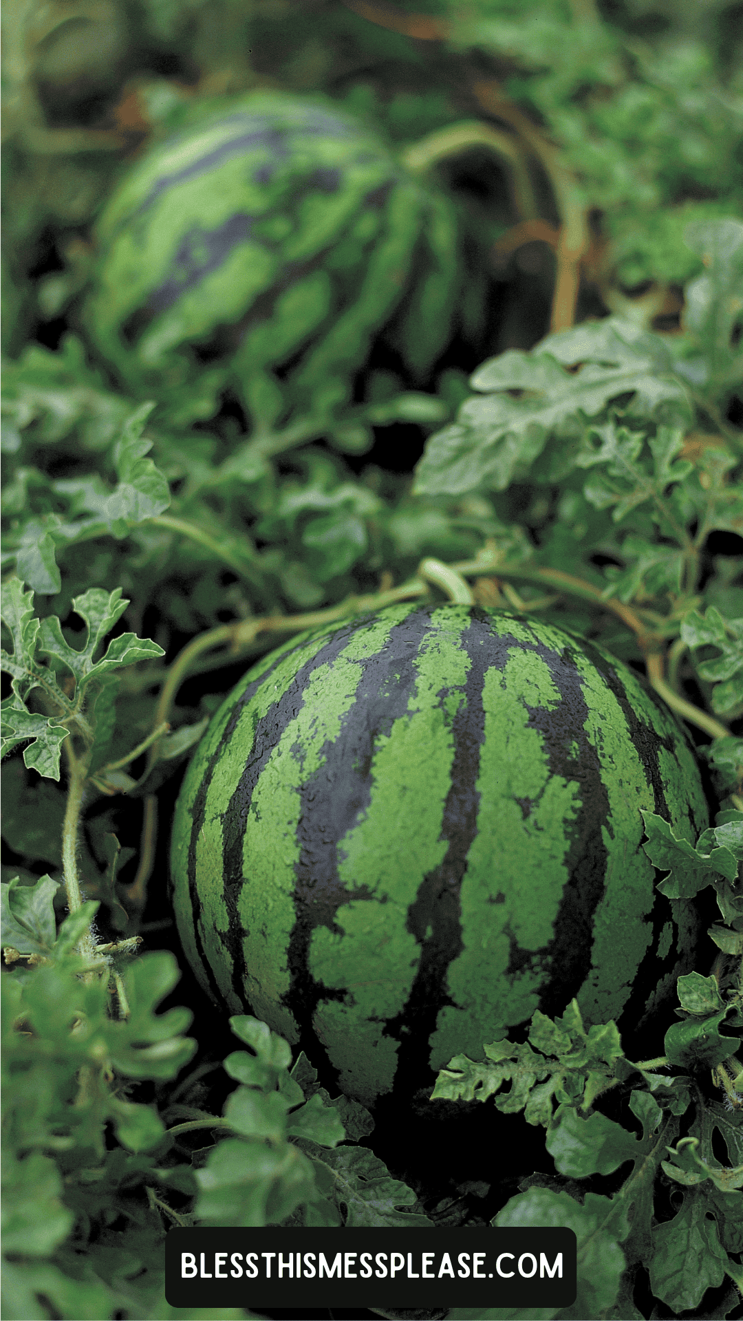 Two ripe watermelons with dark and light green stripes grow among leafy vines in a garden, perfect for learning how to preserve watermelon. A website watermark reads “BLESSTHISMESSPLEASE.COM” at the bottom of the image.