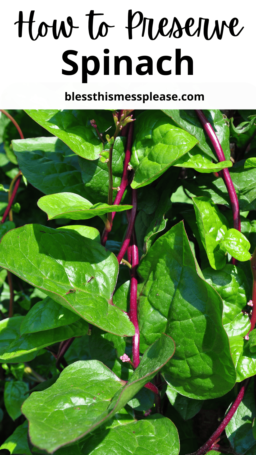 Close-up of fresh spinach leaves with dark pink stems, featuring the text How to Preserve Spinach and blessthismessplease.com at the top, sharing tips on how to preserve spinach for lasting freshness.