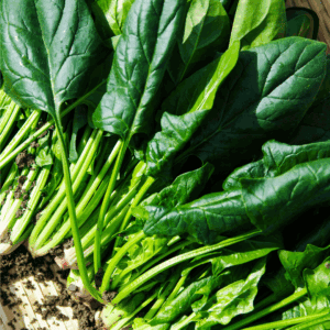 Freshly harvested spinach leaves with roots and a bit of soil, arranged on a woven basket. A green banner at the bottom reads BLESSTHISMESSPLEASE.COM—perfect for learning how to preserve spinach at its freshest.