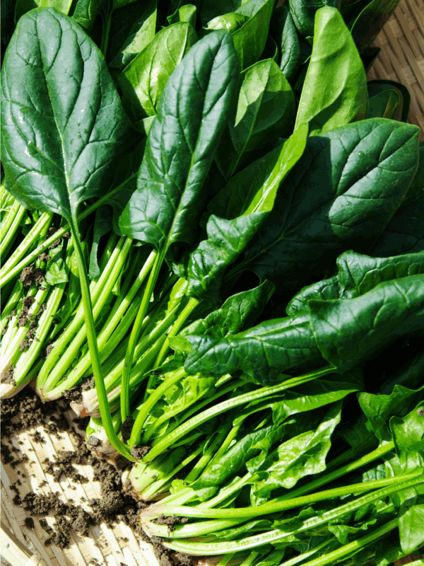 Freshly harvested spinach leaves with roots and a bit of soil, arranged on a woven basket. A green banner at the bottom reads BLESSTHISMESSPLEASE.COM—perfect for learning how to preserve spinach at its freshest.