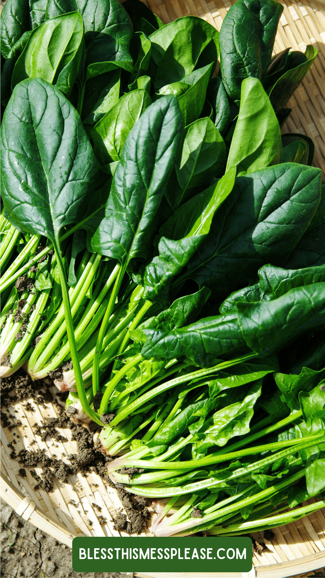 Freshly harvested spinach leaves with roots and a bit of soil, arranged on a woven basket. A green banner at the bottom reads BLESSTHISMESSPLEASE.COM—perfect for learning how to preserve spinach at its freshest.