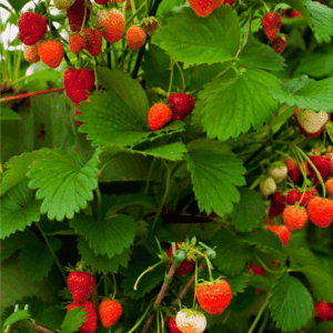 Clusters of ripe and unripe strawberries grow among green leaves on a strawberry plant, perfect for learning how to preserve strawberries. An orange label at the bottom displays the text blessthismessplease.com.