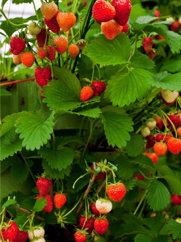 Clusters of ripe and unripe strawberries grow among green leaves on a strawberry plant, perfect for learning how to preserve strawberries. An orange label at the bottom displays the text blessthismessplease.com.