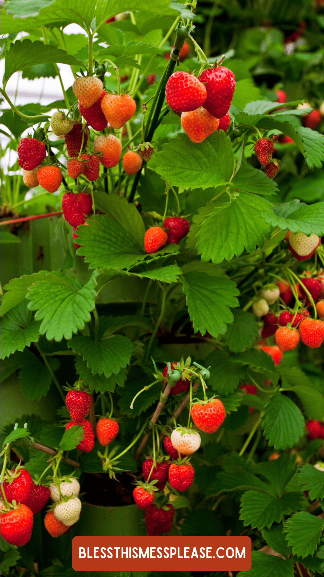 Clusters of ripe and unripe strawberries grow among green leaves on a strawberry plant, perfect for learning how to preserve strawberries. An orange label at the bottom displays the text blessthismessplease.com.