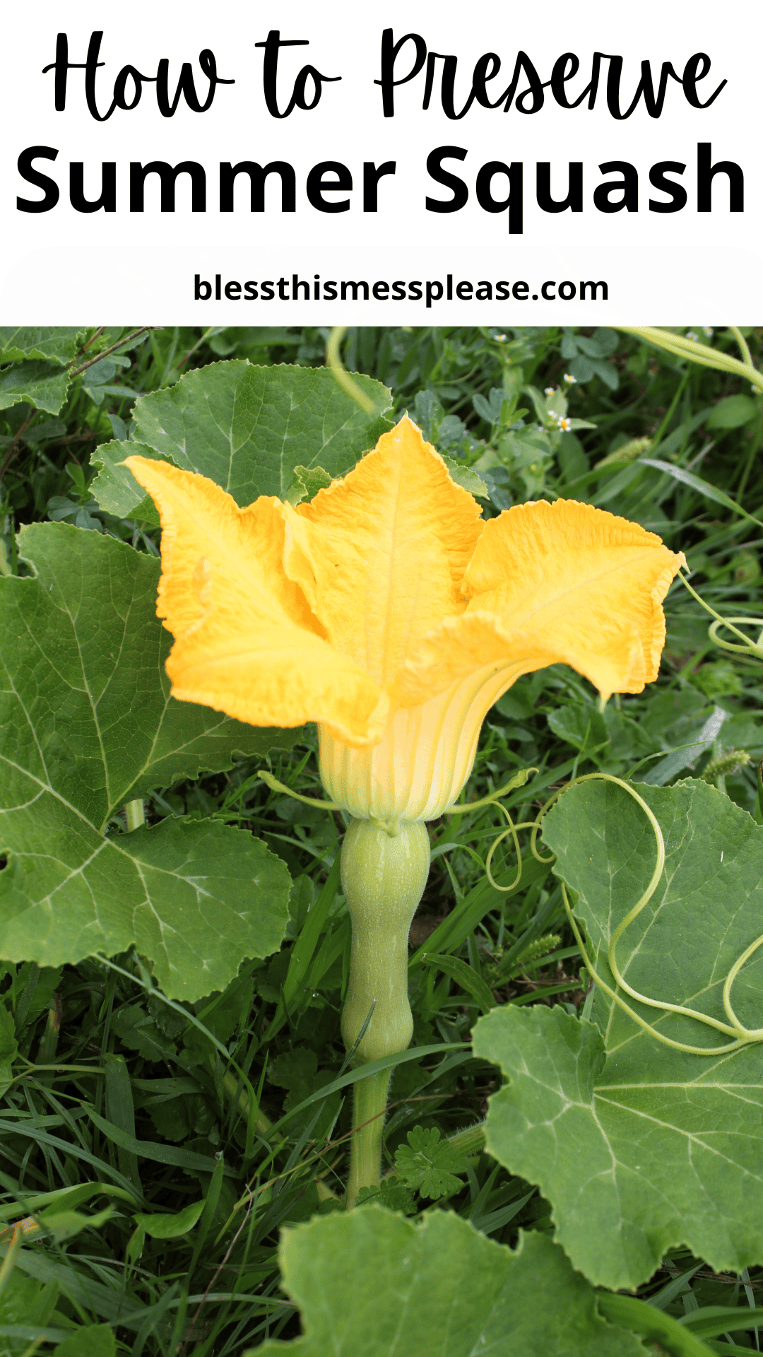 A bright yellow summer squash blossom grows among large green leaves in a garden. Text at the top reads How to Preserve Summer Squash, offering tips on how to preserve summer squash at blessthismessplease.com below.