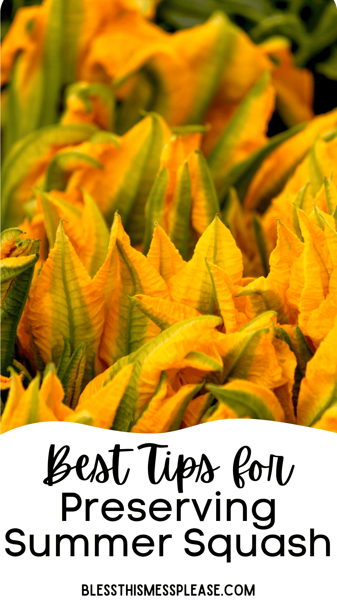 A close-up of vibrant yellow squash blossoms. Text overlay reads, Best Tips for How to Preserve Summer Squash. blessthismessplease.com.